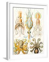 Examples of Various Cephalopods 'Kunstformen Der Natur', 1899-Ernst Haeckel-Framed Giclee Print