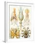 Examples of Various Cephalopods 'Kunstformen Der Natur', 1899-Ernst Haeckel-Framed Giclee Print