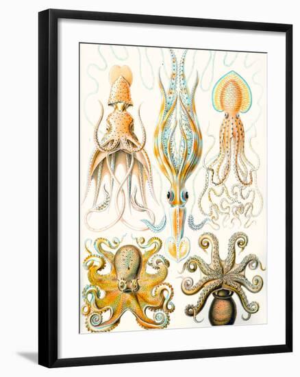 Examples of Various Cephalopods 'Kunstformen Der Natur', 1899-Ernst Haeckel-Framed Giclee Print