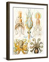 Examples of Various Cephalopods 'Kunstformen Der Natur', 1899-Ernst Haeckel-Framed Giclee Print