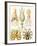 Examples of Various Cephalopods 'Kunstformen Der Natur', 1899-Ernst Haeckel-Framed Giclee Print