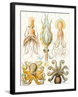 Examples of Various Cephalopods 'Kunstformen Der Natur', 1899-Ernst Haeckel-Framed Giclee Print