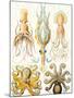 Examples of Various Cephalopods 'Kunstformen Der Natur', 1899-Ernst Haeckel-Mounted Giclee Print