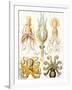 Examples of Various Cephalopods 'Kunstformen Der Natur', 1899-Ernst Haeckel-Framed Giclee Print