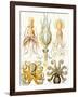 Examples of Various Cephalopods 'Kunstformen Der Natur', 1899-Ernst Haeckel-Framed Giclee Print