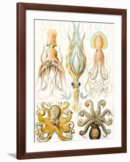 Examples of Various Cephalopods 'Kunstformen Der Natur', 1899-Ernst Haeckel-Framed Giclee Print