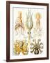 Examples of Various Cephalopods 'Kunstformen Der Natur', 1899-Ernst Haeckel-Framed Giclee Print