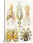 Examples of Various Cephalopods 'Kunstformen Der Natur', 1899-Ernst Haeckel-Stretched Canvas