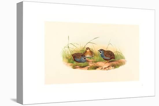 Excalftoria Minima (Blue-Breasted Quail), Colored Lithograph-Richter & Gould-Stretched Canvas