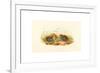 Excalftoria Minima (Blue-Breasted Quail), Colored Lithograph-Richter & Gould-Framed Giclee Print