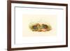 Excalftoria Minima (Blue-Breasted Quail), Colored Lithograph-Richter & Gould-Framed Giclee Print