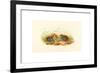 Excalftoria Minima (Blue-Breasted Quail), Colored Lithograph-Richter & Gould-Framed Giclee Print