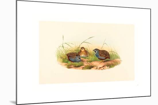 Excalftoria Minima (Blue-Breasted Quail), Colored Lithograph-Richter & Gould-Mounted Giclee Print