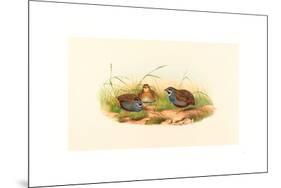 Excalftoria Minima (Blue-Breasted Quail), Colored Lithograph-Richter & Gould-Mounted Giclee Print