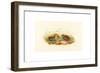 Excalftoria Minima (Blue-Breasted Quail), Colored Lithograph-Richter & Gould-Framed Giclee Print