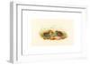 Excalftoria Minima (Blue-Breasted Quail), Colored Lithograph-Richter & Gould-Framed Giclee Print