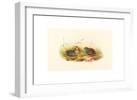 Excalftoria Minima (Blue-Breasted Quail), Colored Lithograph-Richter & Gould-Framed Giclee Print