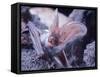 Excellent Close Up of the Spotted Bat-Nina Leen-Framed Stretched Canvas