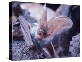 Excellent Close Up of the Spotted Bat-Nina Leen-Stretched Canvas