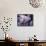 Excellent Close Up of the Spotted Bat-Nina Leen-Framed Stretched Canvas displayed on a wall