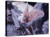 Excellent Close Up of the Spotted Bat-Nina Leen-Stretched Canvas