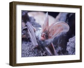 Excellent Close Up of the Spotted Bat-Nina Leen-Framed Photographic Print