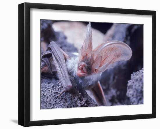 Excellent Close Up of the Spotted Bat-Nina Leen-Framed Photographic Print