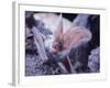 Excellent Close Up of the Spotted Bat-Nina Leen-Framed Photographic Print