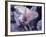 Excellent Close Up of the Spotted Bat-Nina Leen-Framed Photographic Print