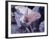 Excellent Close Up of the Spotted Bat-Nina Leen-Framed Photographic Print