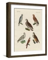 Excellent Hawks of Germany-null-Framed Giclee Print