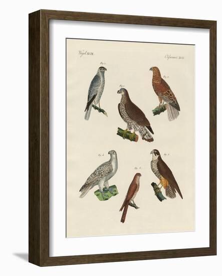 Excellent Hawks of Germany-null-Framed Giclee Print