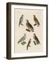 Excellent Hawks of Germany-null-Framed Giclee Print