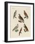 Excellent Hawks of Germany-null-Framed Giclee Print