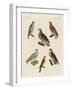 Excellent Hawks of Germany-null-Framed Giclee Print