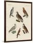 Excellent Hawks of Germany-null-Framed Giclee Print