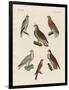 Excellent Hawks of Germany-null-Framed Giclee Print