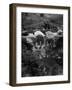 Excellent Set in Clarksville During Spring with Kids Playing-Yale Joel-Framed Photographic Print