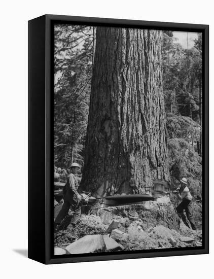 Excellent Set Showing Lumberjacks Working in the Forests, Sawing and Chopping Trees-J^ R^ Eyerman-Framed Stretched Canvas