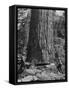 Excellent Set Showing Lumberjacks Working in the Forests, Sawing and Chopping Trees-J^ R^ Eyerman-Framed Stretched Canvas