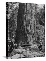 Excellent Set Showing Lumberjacks Working in the Forests, Sawing and Chopping Trees-J^ R^ Eyerman-Stretched Canvas