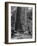 Excellent Set Showing Lumberjacks Working in the Forests, Sawing and Chopping Trees-J^ R^ Eyerman-Framed Photographic Print