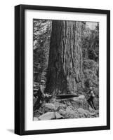 Excellent Set Showing Lumberjacks Working in the Forests, Sawing and Chopping Trees-J^ R^ Eyerman-Framed Photographic Print