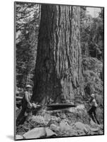 Excellent Set Showing Lumberjacks Working in the Forests, Sawing and Chopping Trees-J^ R^ Eyerman-Mounted Photographic Print