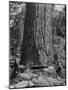 Excellent Set Showing Lumberjacks Working in the Forests, Sawing and Chopping Trees-J^ R^ Eyerman-Mounted Photographic Print