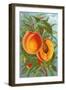 Excelsior Peach-null-Framed Art Print