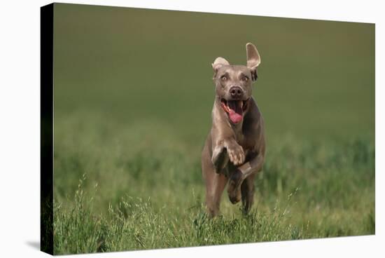 Excited Weimaraner Running in Field-DLILLC-Stretched Canvas