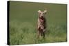 Excited Weimaraner Running in Field-DLILLC-Stretched Canvas