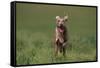 Excited Weimaraner Running in Field-DLILLC-Framed Stretched Canvas