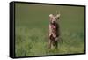 Excited Weimaraner Running in Field-DLILLC-Framed Stretched Canvas